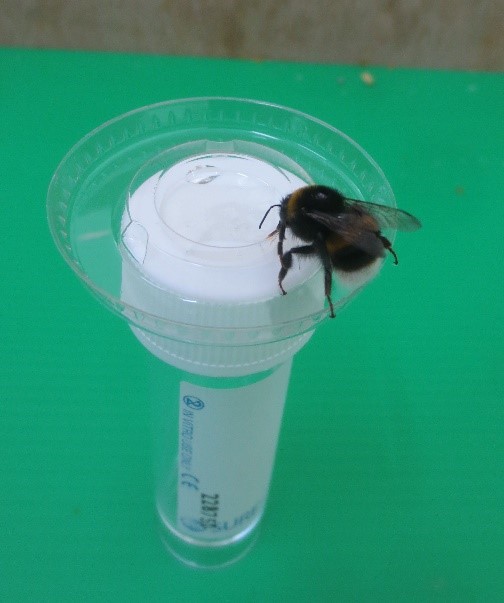 A bumblebee perched on the lid of a clear plastic vial with a white cap, placed on a green surface.