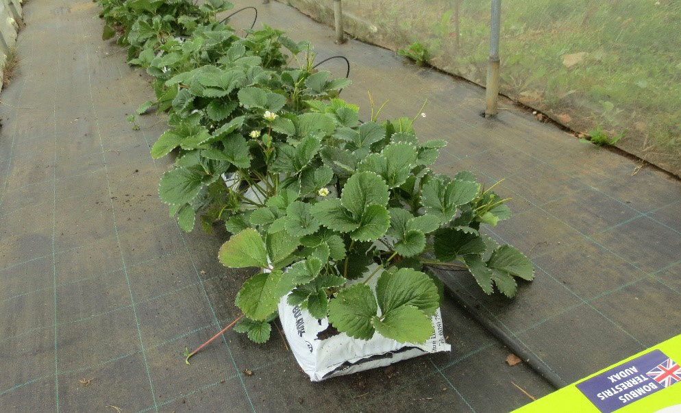 Rows of healthy strawberry plants growing in white grow bags inside a greenhouse.