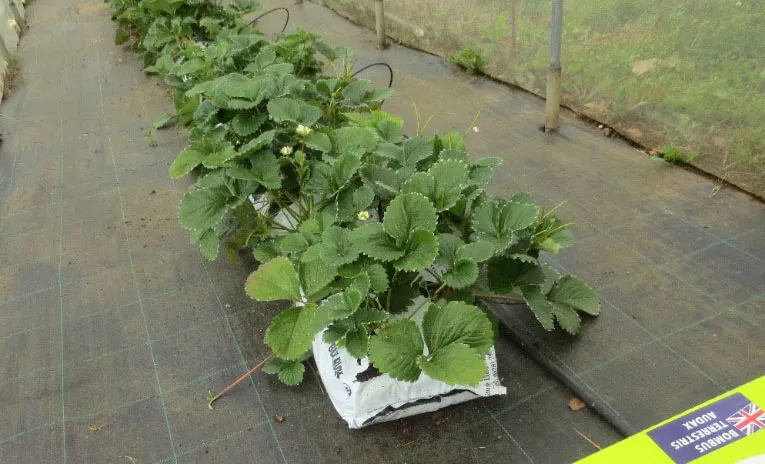 Strawberry plants growing in bags inside a polytunnel.